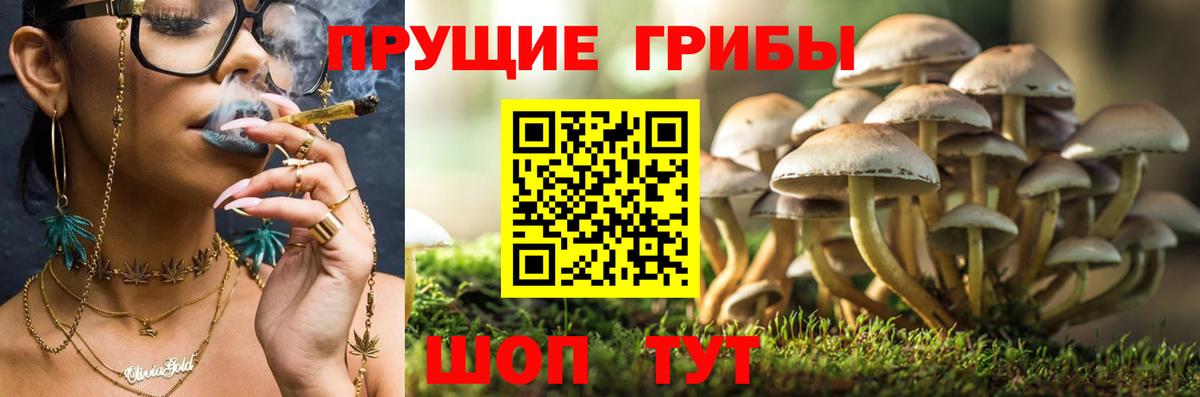 Галлюциногенные грибы Cubensis  Галлюциногенные грибы Cubensis  Ливны  Вход с VPN 